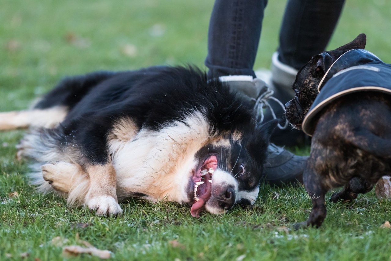 Bild 79 - Hundeshooting